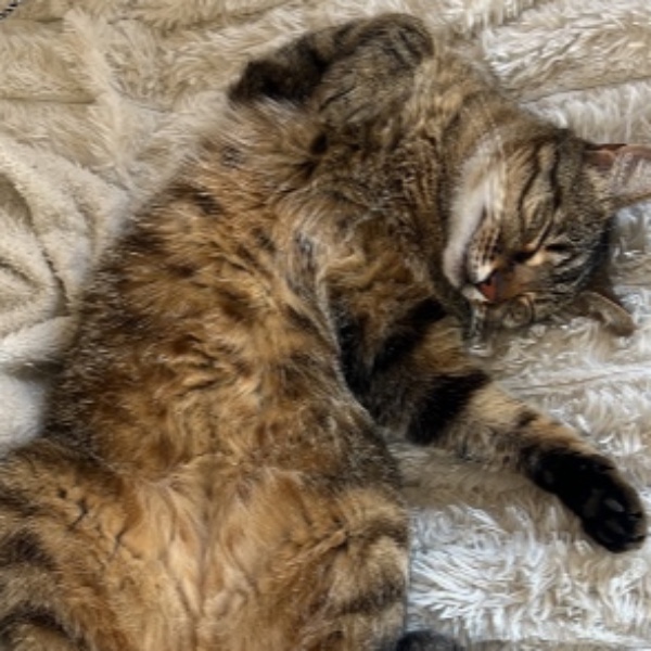 Tigrou