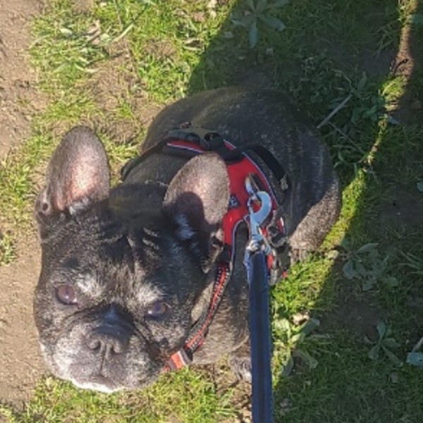 Maya