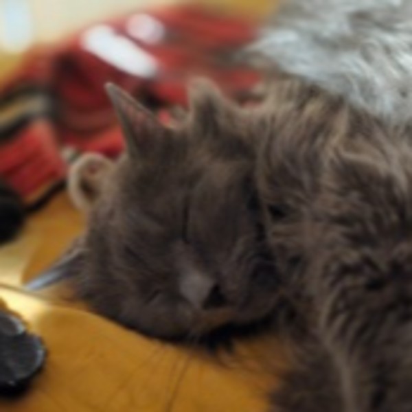 Photo de Maahes