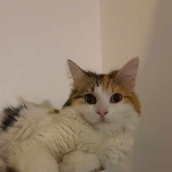 Millie