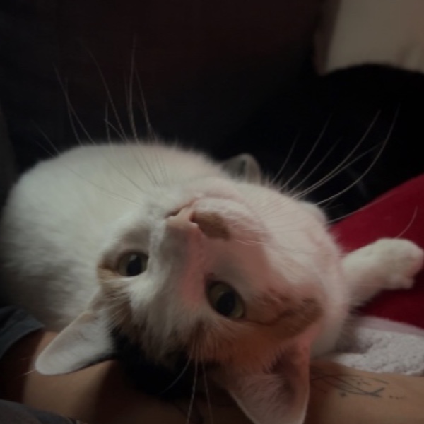 Aïko