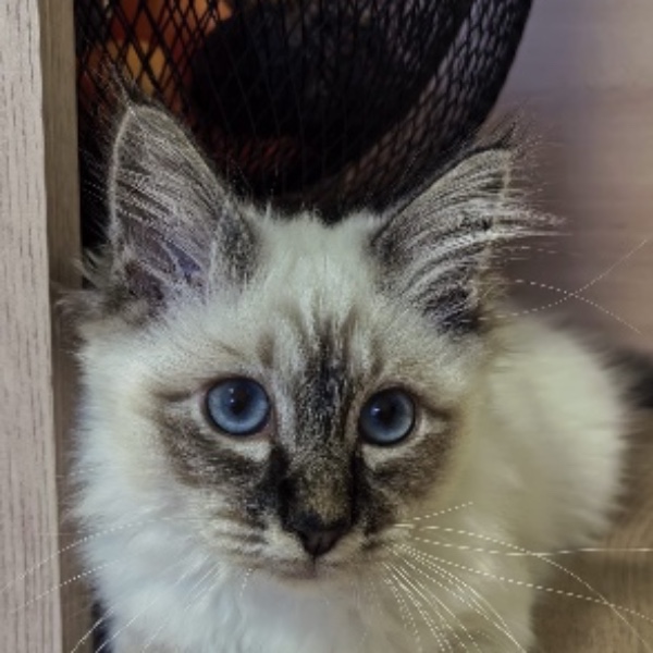 Duchesse