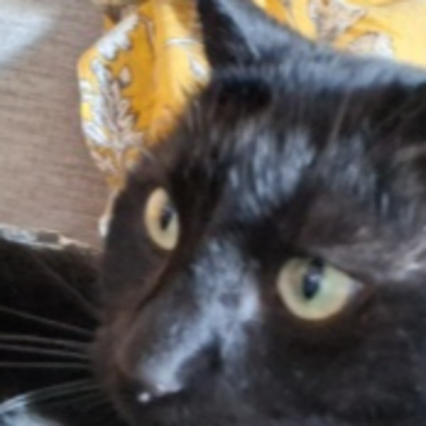 Photo de Minou