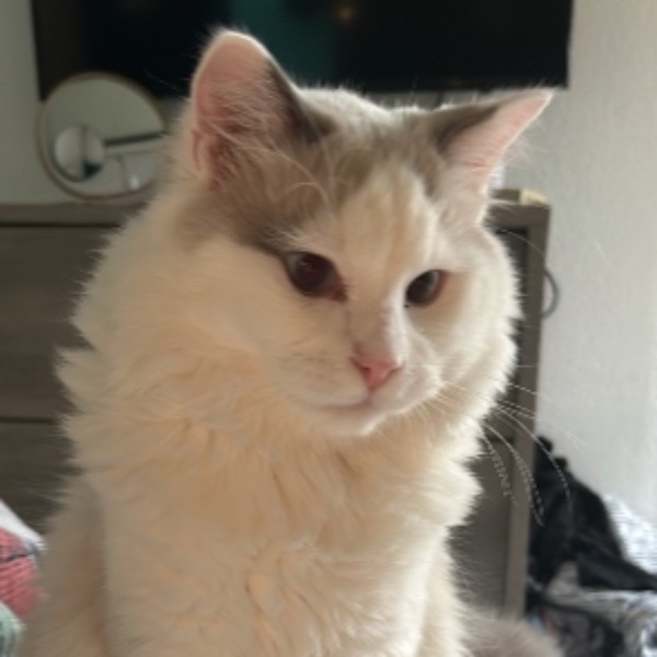 Aïko