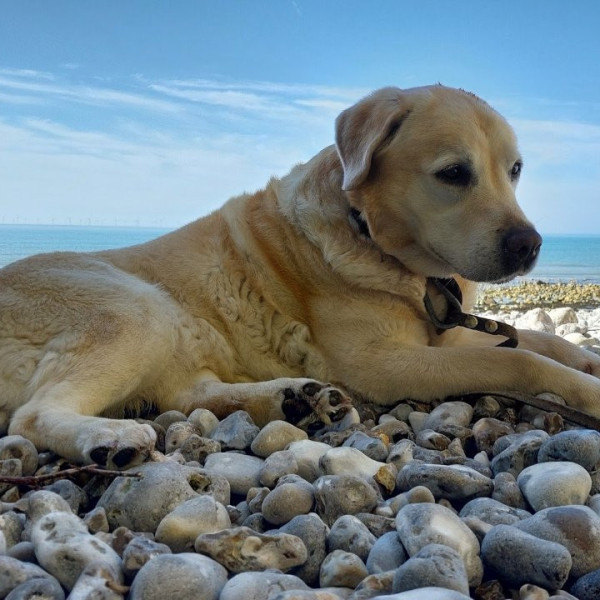 Photo de Marley