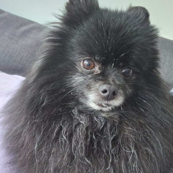 Onyx
