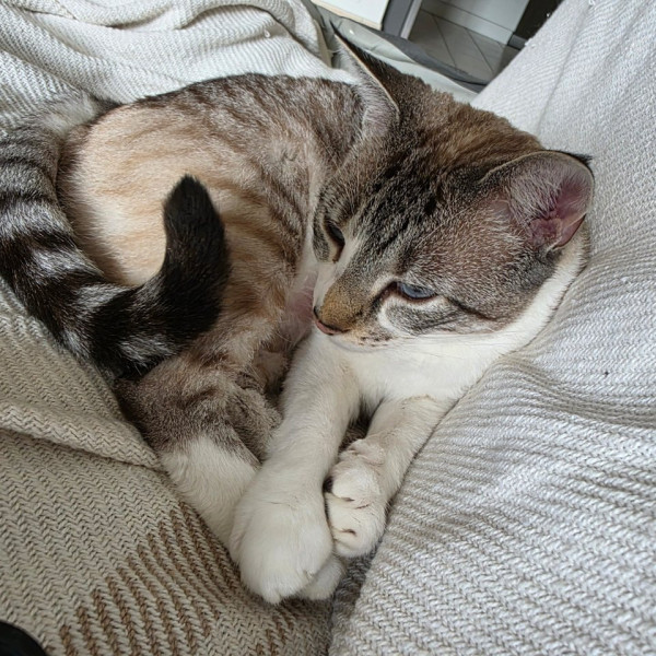 Beerus