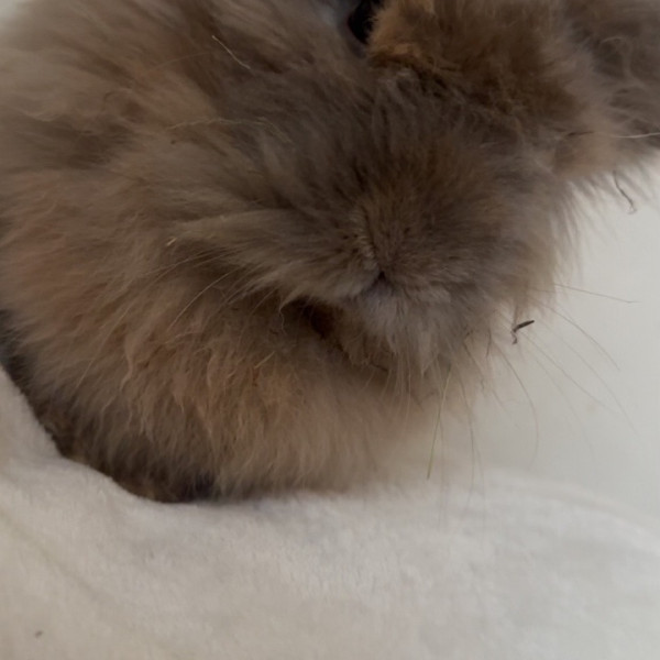 Lio