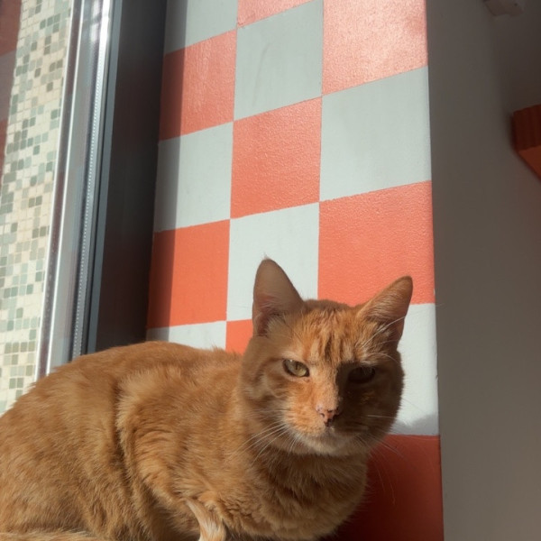 dewey