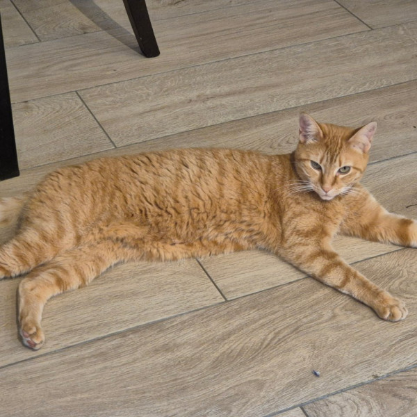 Photo de Chatouille