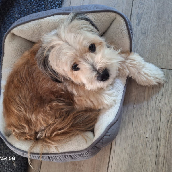 Photo de Caramelle