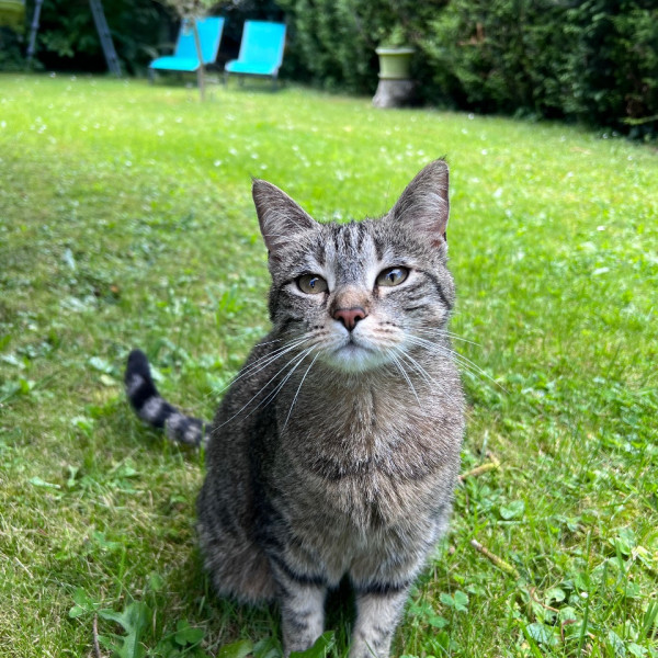 Tara