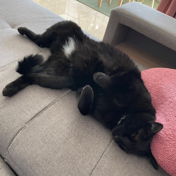 Photo de Azuki