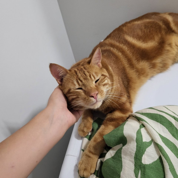 Carlos