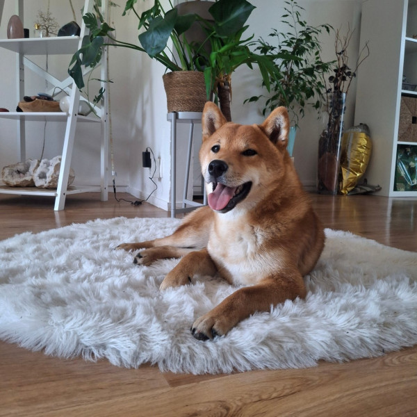 Photo de Aygo