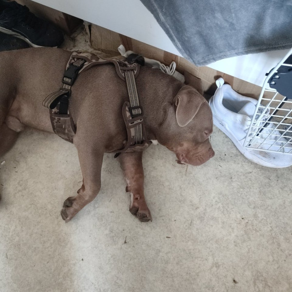 Alpha