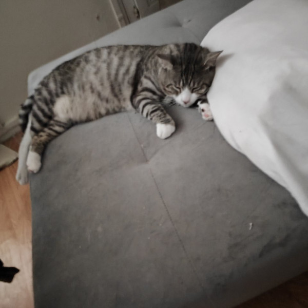 Photo de Akira