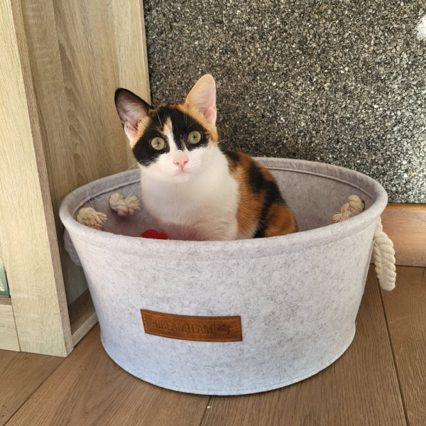 Photo de CHOUQUETTE
