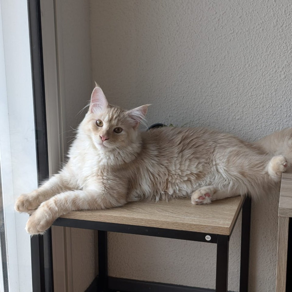 Zephyr