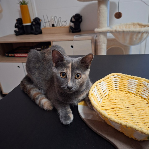 Baya