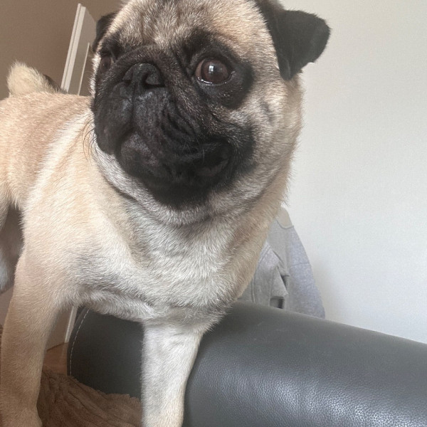 Photo de Cookie