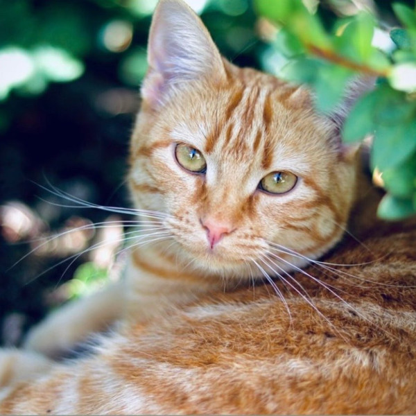 Nala