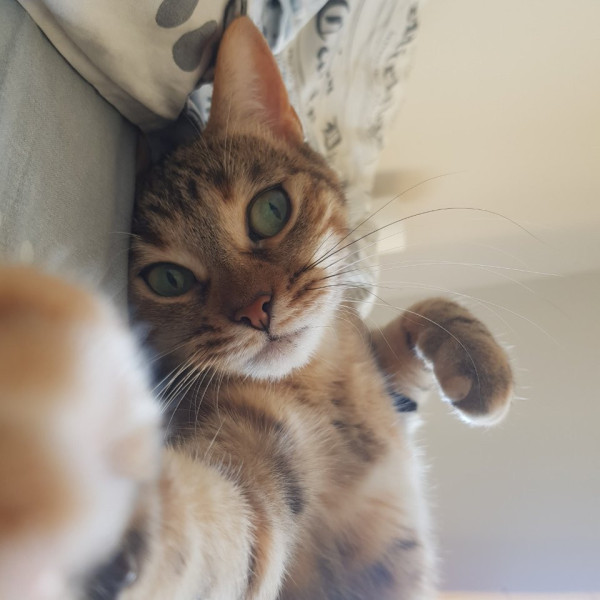 Louna
