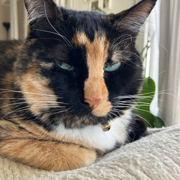 Maya