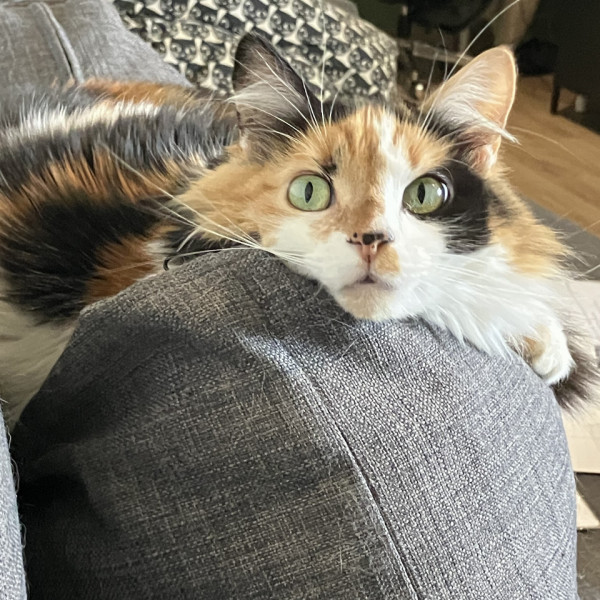 Lily