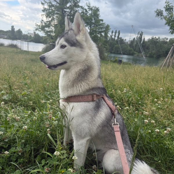 Aya