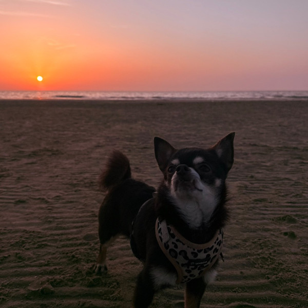 Bandit