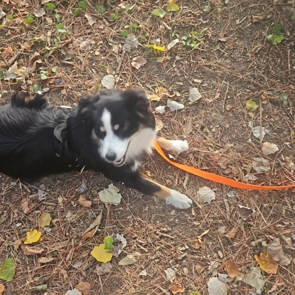 Ares