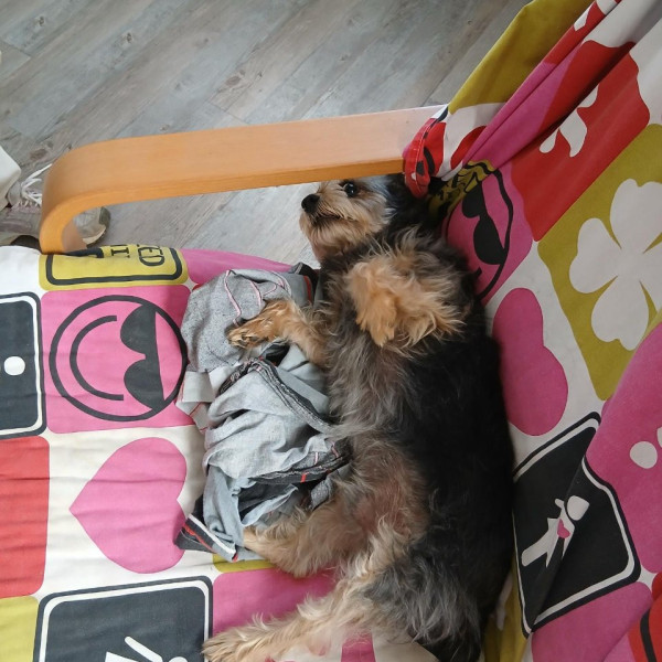 Photo de NINJA
