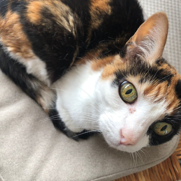 Photo de Bichette