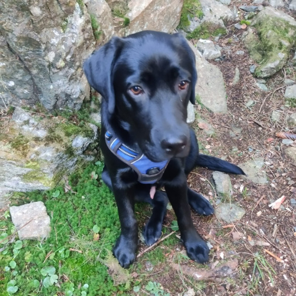 Photo de Viking