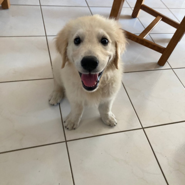 Bart
