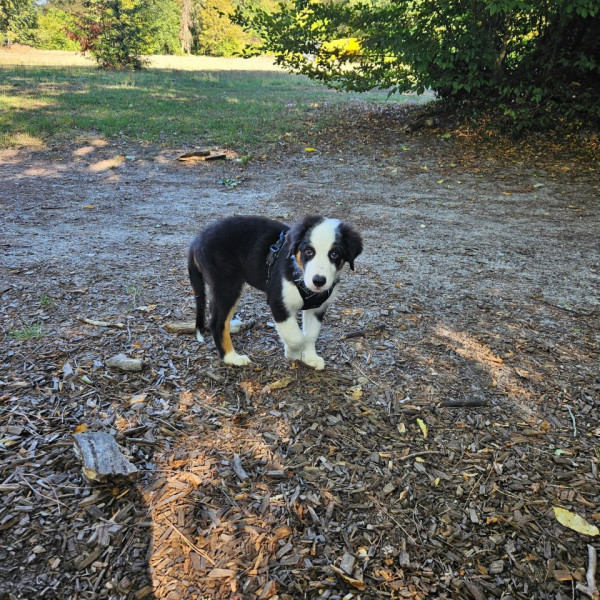 Photo de Bretzel