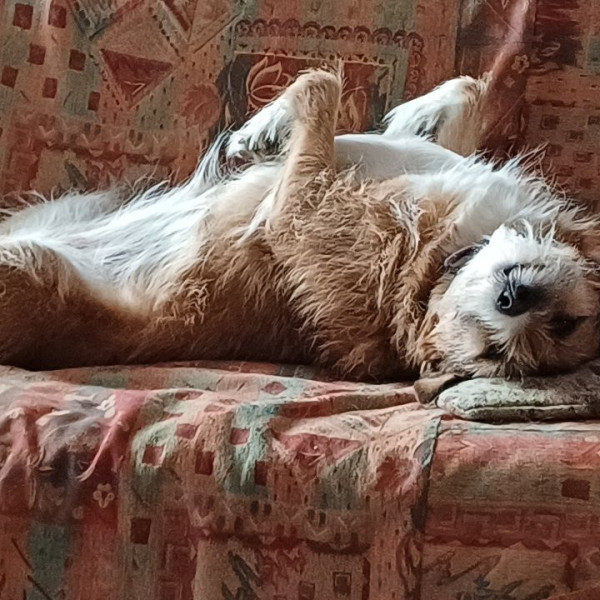 Photo de Pepsi