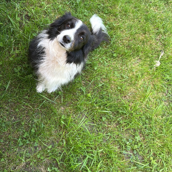 Lilo