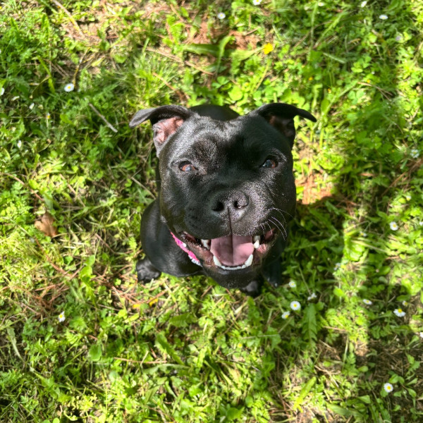 Naya