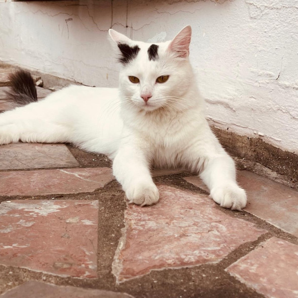 Iko