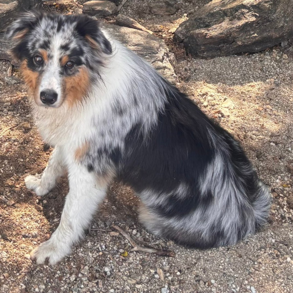 Photo de blue