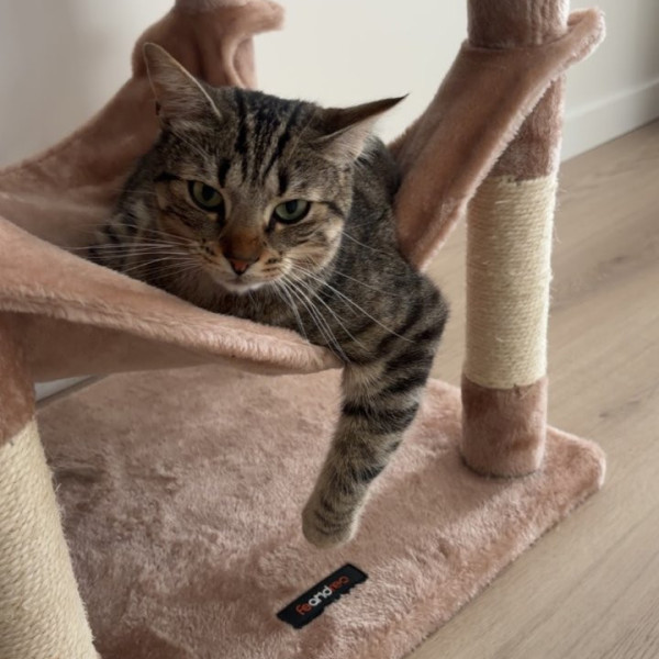 Photo de Yoshi
