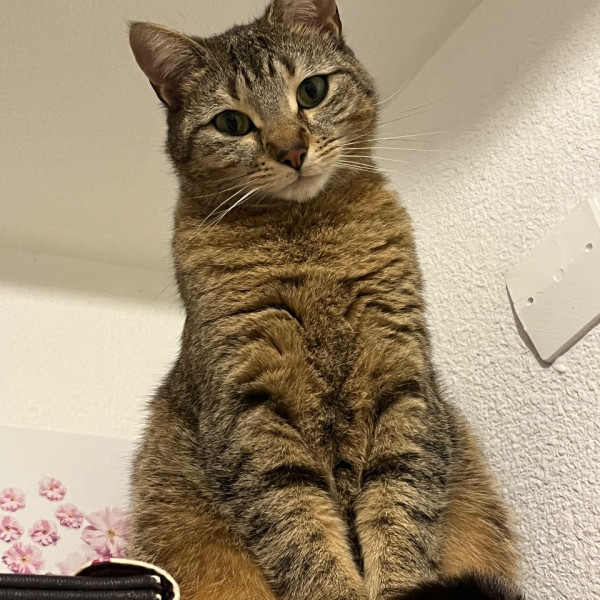 Biscuit