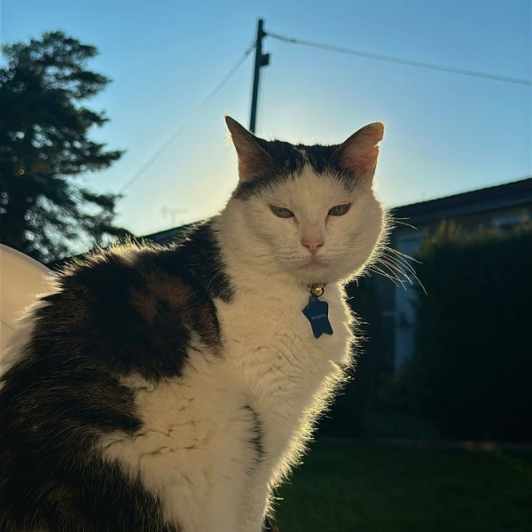 Nala