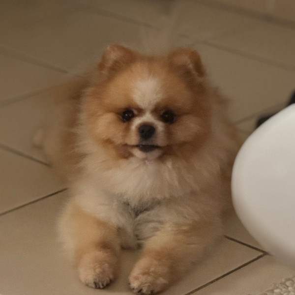 Photo de Marley