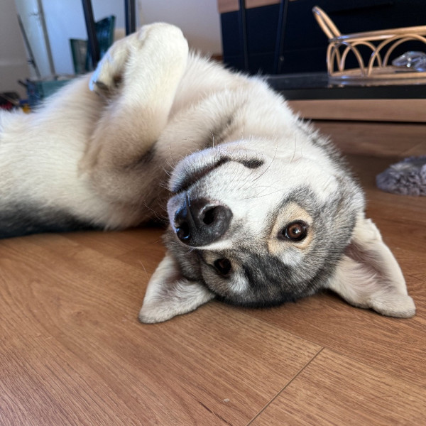 Saïko