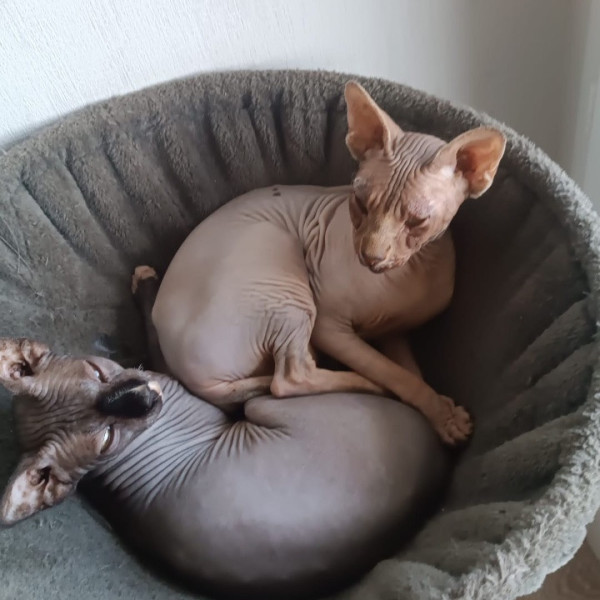 Aton & Kiwi