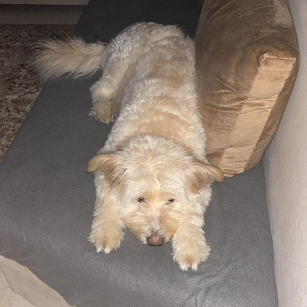 enzo