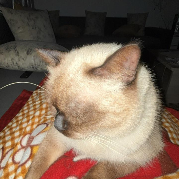tommy